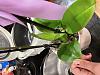 Just got a new mystery orchid!-53fa53d5-c091-4578-aeaa-b5e3c42a5591-jpg