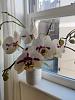 Orchid help - repotting needed?-img_20220112_140021-jpg
