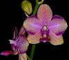 Mini Phalaenopsis Taisuco Jasper-taisuco-jasper-jpg