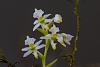 very small orchid-orchid-0334-jpg
