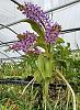 Vandachostylis Azure 'Fair Orchids'-van-azure-fair-orchids-20220113_130819-2-jpg