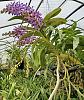 Vandachostylis Azure 'Fair Orchids'-van-azure-fair-orchids-20220113_130826-2-jpg