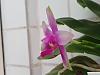 Phalaenopsis violacea-20220117_123629-jpg