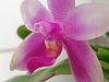 Phalaenopsis violacea-20220117_123643-jpg