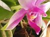 Phalaenopsis violacea-20220117_123653-jpg