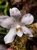 Amesiella LOC Snow White*and Dendrobium normanbyense-amesiella-loc-snow-white-minor-monticola-1-17-21-jpg