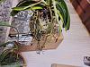 Need help with rescued Vanda (yellowing leaves, poor roots, watering)-pre-basket-roots-front-jpg