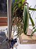 Need help with rescued Vanda (yellowing leaves, poor roots, watering)-pre-basket-roots-jpg