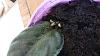 Tips on growing African violets?-dsc_2274-jpg