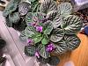 Tips on growing African violets?-img_2659-jpg