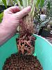 Cym. Milton Carpenter 'Everglades Gold'-cymbidium_milton-carpenter_everglades-gold_unpotted_20220307_seca-jpg
