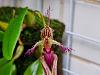 Bulbophyllum putidum-20220315_081431-jpg