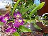 ID help for grocery store orchids - dendrobium and oncidium I believe.-img_4022-jpg