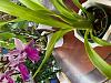 ID help for grocery store orchids - dendrobium and oncidium I believe.-img_4021-jpg