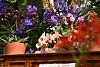insel mainau orchid exhibition 2022-dsc_6896-jpg