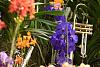 insel mainau orchid exhibition 2022-dsc_6904-jpg