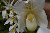 insel mainau orchid exhibition 2022-dsc_6912-jpg