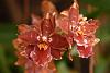 insel mainau orchid exhibition 2022-dsc_6925-jpg