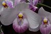 insel mainau orchid exhibition 2022-untitled-3-jpg