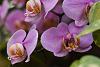 insel mainau orchid exhibition 2022-dsc_6962-jpg