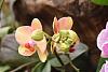 insel mainau orchid exhibition 2022-dsc_6961-jpg