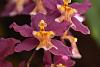 insel mainau orchid exhibition 2022-dsc_6929-jpg