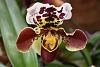 insel mainau orchid exhibition 2022-dsc_6937-jpg