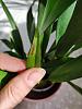 Phal and oncidium leaf spots identification-1650179407398-jpg