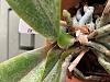 Phalaenopsis leaves mottled-45757f2d-044e-4007-a033-8074a611309b-jpg
