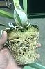 Encyclia phoenicea -Root Rot to Mount-d391b963-027b-43c0-aa11-957e83a6321d-jpg