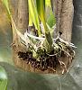 Encyclia phoenicea -Root Rot to Mount-e2990fda-9e39-405a-b9ff-b38ecb17aaaf-jpg