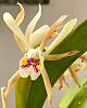 Cattleya iricolor-ciri4-jpg