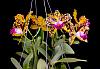 Flower Porn-rlc-sun-spots-waiomaos-golden-leopard-2022-jpg