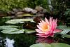 Hello! From waterlilies to orchids!-sunfire-jpg