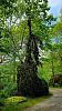 A weeping European beech - a tree that won't grow in the tropics-20220605_121016-jpg