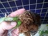 Potting bare-root Catasetum arrivals-catasetum_expansum_roots_20220606_seca-jpg