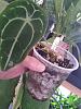 Aroids to keep the orchids company-anthurium_forgetiii_white_stripe_20220606_seca-jpg