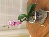 How to save my orchid?-30788b4b-31bc-4b8c-87b0-943a3afef674-jpg