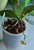 Phalaenopsis fuscata-phal-fuscata-jpg