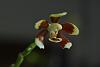 Phalaenopsis fuscata-dsc_7962-jpg
