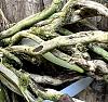 Encyclia phoenicea -Root Rot to Mount-45c0b4b6-74d5-42de-91fa-9fb930d5a1bb-jpg