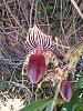 Paphiopedilum Lady Booth-paphiopedilum_lady_booth_one_20220626_seca-jpg