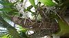Dendrobium NoID growth took off after adding fertilizer to my regimen-20220629_082229-jpg