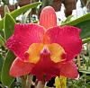A 'different' Cattleya flower-20220712_155457-2-jpg