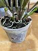 does this nobile type dendrobium need repotting?-orchid-root2-jpg