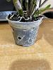 does this nobile type dendrobium need repotting?-orchid-root-1-jpg