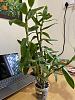 does this nobile type dendrobium need repotting?-whatsapp-image-2022-07-23-3-00-54-pm-jpg