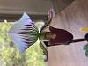 Now blooming:  Paph barbatum v nigitum 'Pigmy'-img_0871-jpg
