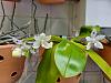 Phalaenopsis speciosa spots-20220726_153330-jpg