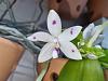 Phalaenopsis speciosa spots-20220726_153457-jpg
